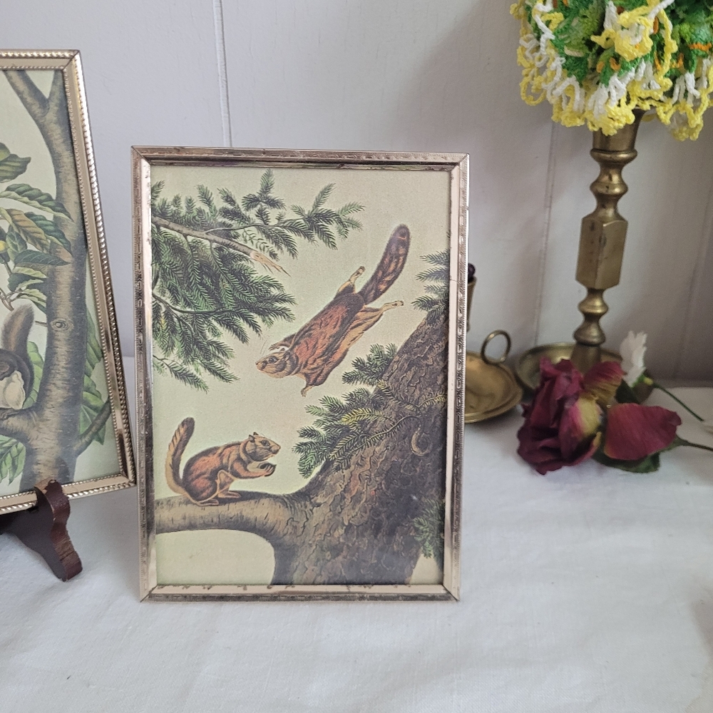 Vintage Squirrel Art Print in Brass Frame Rocky Mountain Flying